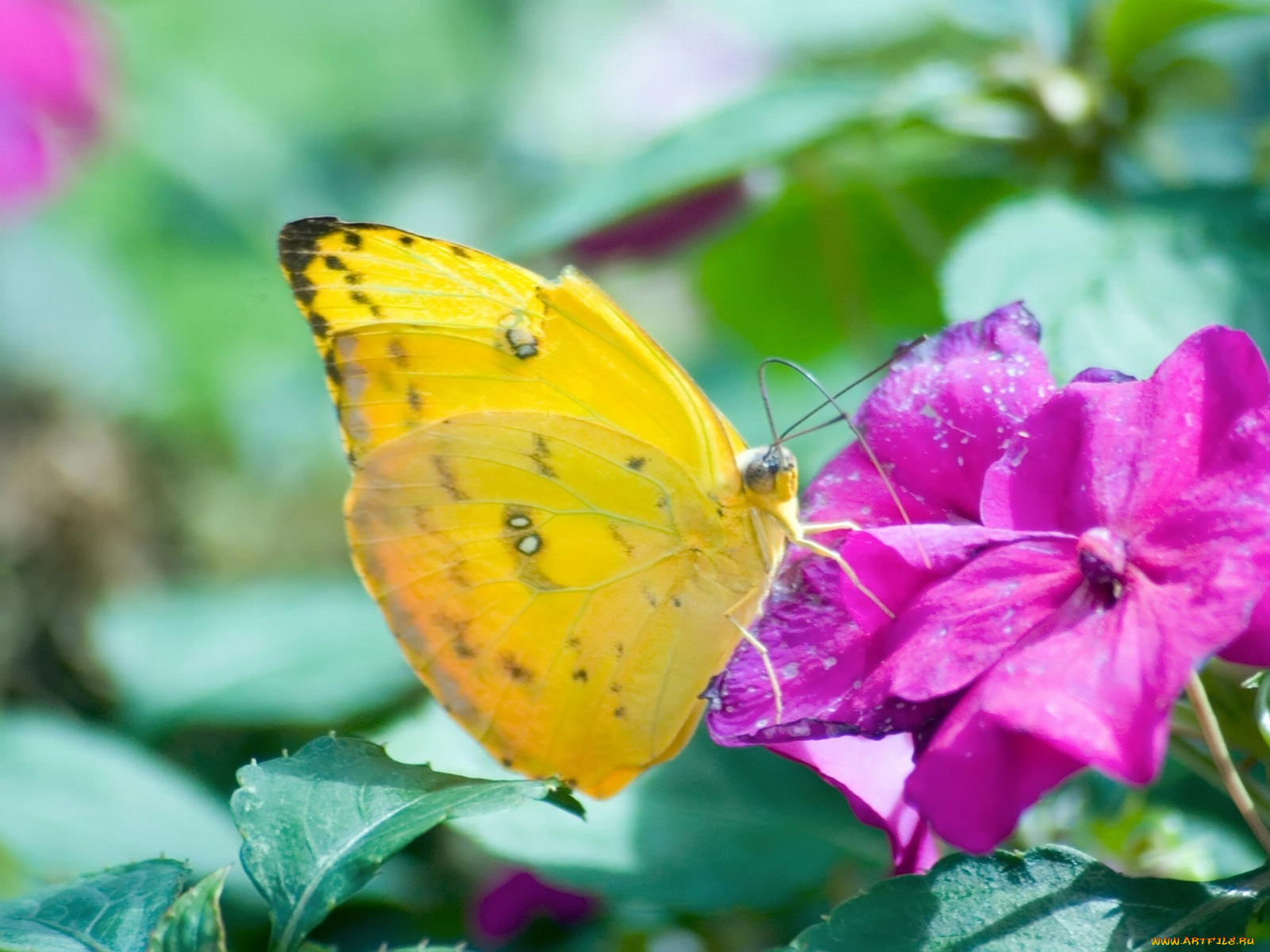 butterfly, 07, , 
